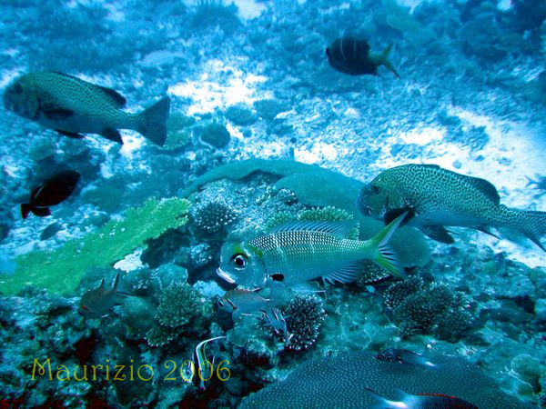2006_maldive_2_518.jpg