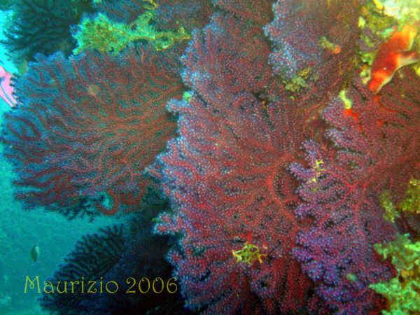2006_villasimius_083.jpg