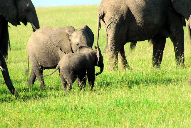 2007_kenya_113.jpg