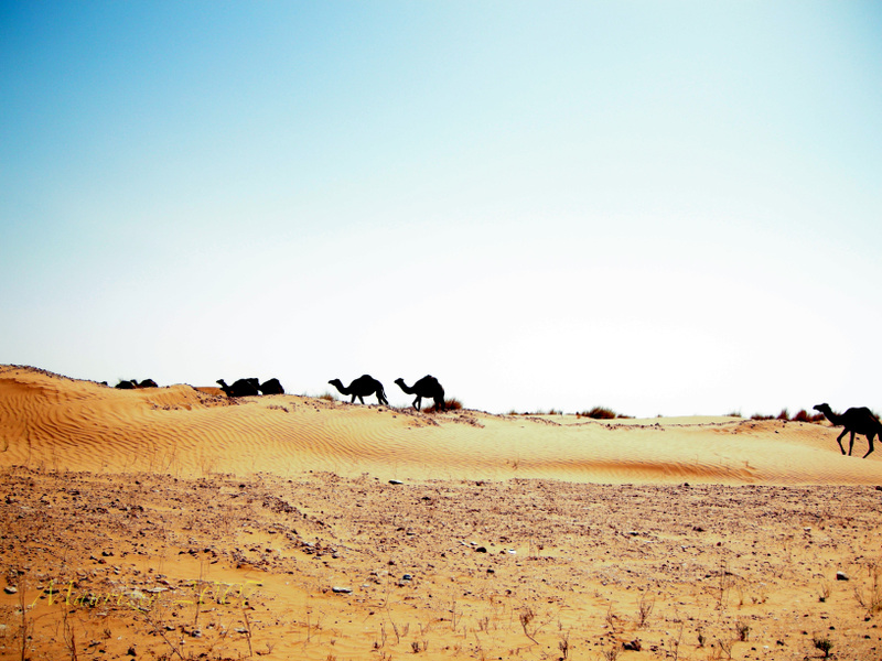 2007_Libia_0025.JPG