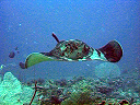 maldive2007Mario002