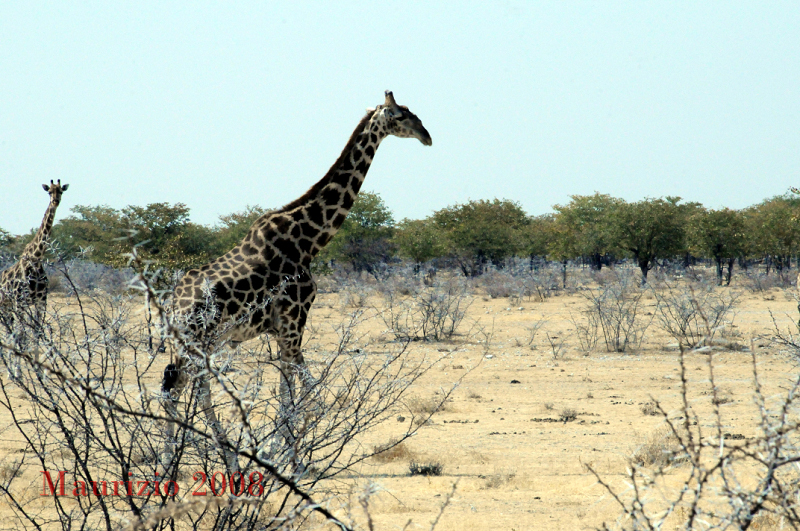 2008_Namibia_0029.JPG