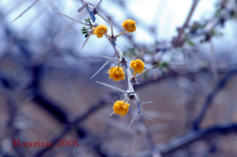 2008_Namibia_0036.JPG