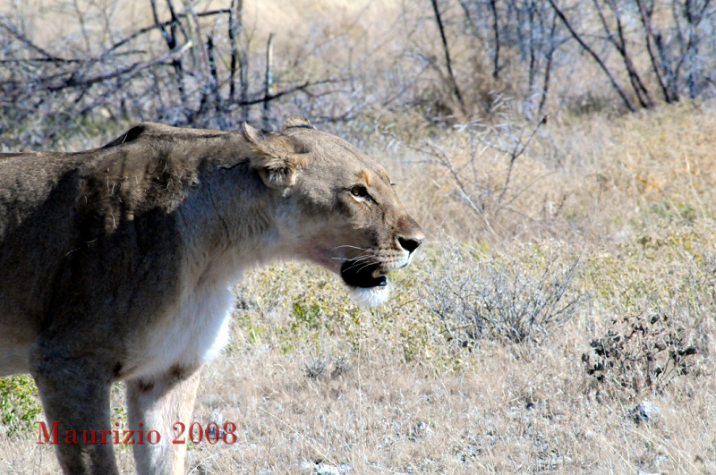 2008_Namibia_0145.JPG