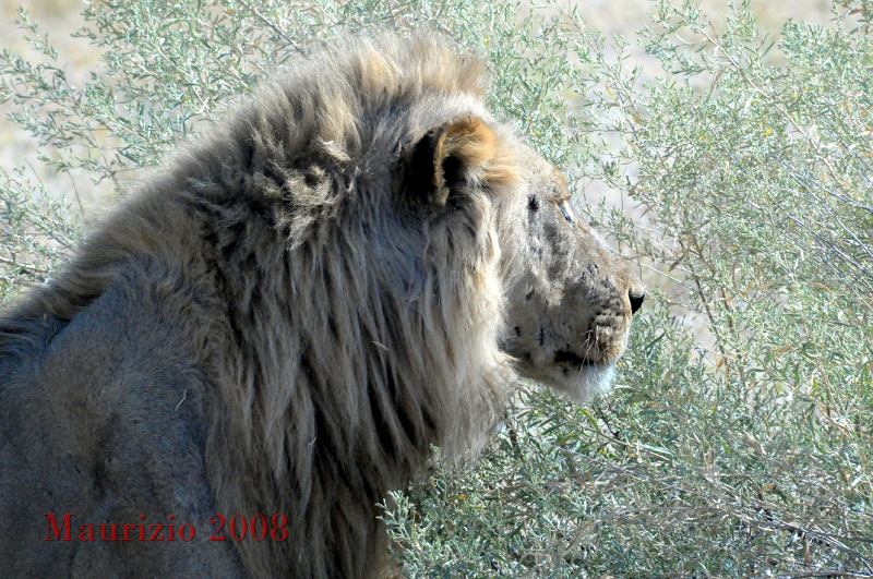2008_Namibia_0155.JPG