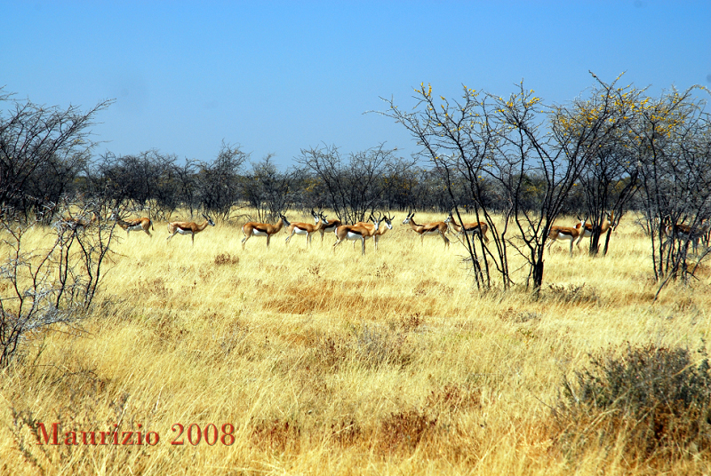 2008_Namibia_0222.JPG