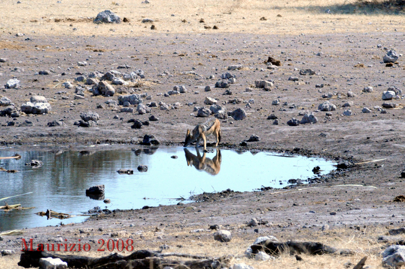 2008_Namibia_0284.JPG