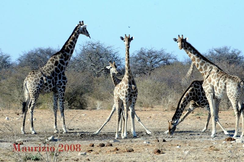 2008_Namibia_0348.JPG