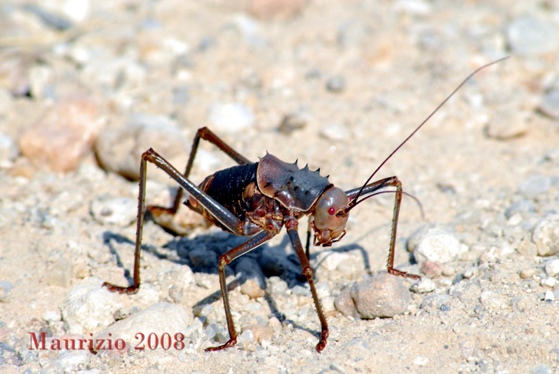 2008_Namibia_1480.JPG
