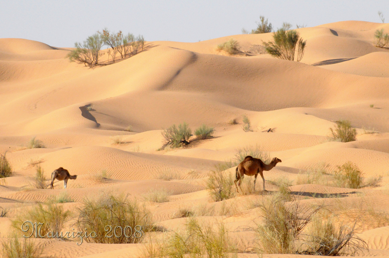 2008_tunisia_0324.JPG